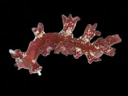 Attēlu rezultāti vaicājumam “Homalia trichomanoides”