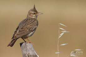 Attēlu rezultāti vaicājumam “Galerida cristata”