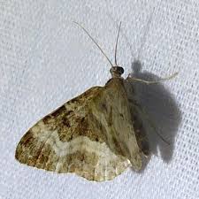 Attēlu rezultāti vaicājumam “Epirrhoe tristata imago”