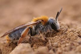 Attēlu rezultāti vaicājumam “Andrena haemorrhoa”