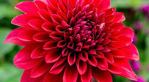Image result for Dahlia `Red Skin`