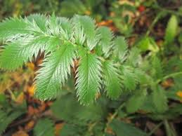 Attēlu rezultāti vaicājumam “Argentina anserina leaf”