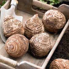 Attēlu rezultāti vaicājumam “Craterium aureonucleatum stalked”