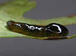 Attēlu rezultāti vaicājumam “Caliroa annulipes larva”