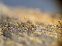 Attēlu rezultāti vaicājumam “Cribraria rubiginosa macro”