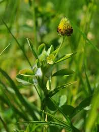 Attēlu rezultāti vaicājumam “Trifolium spadiceum flower”