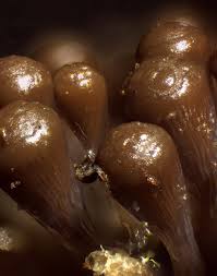 Attēlu rezultāti vaicājumam “Hemitrichia clavata macro”