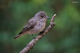 Attēlu rezultāti vaicājumam “Muscicapa striata”