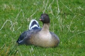 Image result for Anser brachyrhynchus