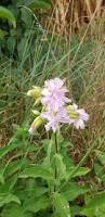 Attēlu rezultāti vaicājumam “Saponaria officinalis flower”
