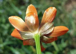 Image result for Adonis aestivalis