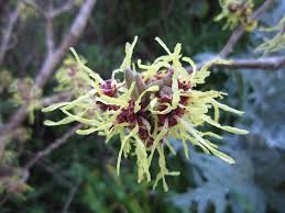 Attēlu rezultāti vaicājumam “Hamamelis virginiana flower”
