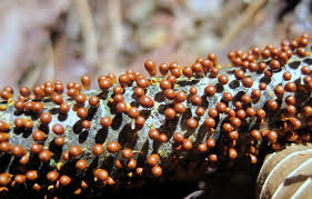 Attēlu rezultāti vaicājumam “Leocarpus fragilis macro”