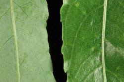 Attēlu rezultāti vaicājumam “Salix daphnoides subsp. acutifolia”