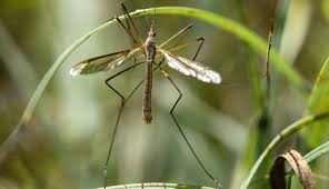 Attēlu rezultāti vaicājumam “Tipulidae male”