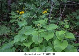 Attēlu rezultāti vaicājumam “Telekia speciosa leaf”