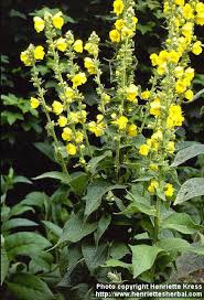 Image result for Verbascum phlomoides