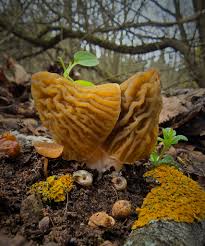 Attēlu rezultāti vaicājumam “Verpa bohemica”