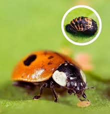 Attēlu rezultāti vaicājumam “Adalia bipunctata imago”