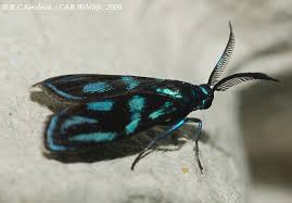 Attēlu rezultāti vaicājumam “Zygaenidae”