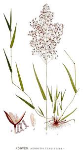 Attēlu rezultāti vaicājumam “Agrostis capillaris”