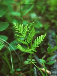 Attēlu rezultāti vaicājumam “Botrychium virginianum”