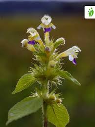 Attēlu rezultāti vaicājumam “Galeopsis speciosa flower”