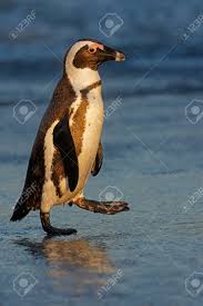 Image result for Spheniscus demersus