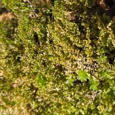 Attēlu rezultāti vaicājumam “Mnium stellare”