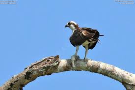 Attēlu rezultāti vaicājumam “Pandion haliaetus adult”