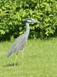 Image result for heron