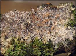 Attēlu rezultāti vaicājumam “Athelia arachnoidea”