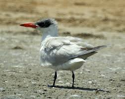 Attēlu rezultāti vaicājumam “Hydroprogne caspia”