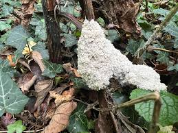 Attēlu rezultāti vaicājumam “Symphytocarpus flaccidus sessile”