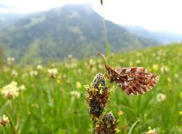 Attēlu rezultāti vaicājumam “Boloria dia upperside”