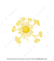 Attēlu rezultāti vaicājumam “Physarum nitens plasmodium”