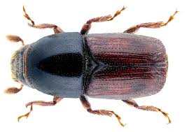 Attēlu rezultāti vaicājumam “Scolytidae”