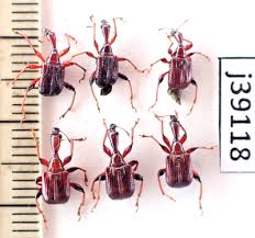 Attēlu rezultāti vaicājumam “Attelabidae”