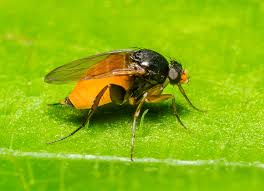 Attēlu rezultāti vaicājumam “Phoridae”