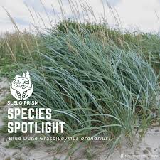 Attēlu rezultāti vaicājumam “Leymus arenarius”