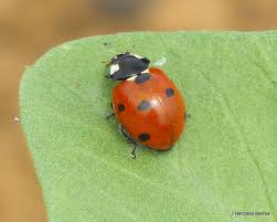 Attēlu rezultāti vaicājumam “Coccinella septempunctata imago”