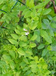 Attēlu rezultāti vaicājumam “Vicia sepium leaf”