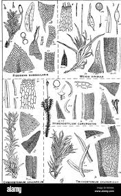 Attēlu rezultāti vaicājumam “Gymnostomum calcareum”