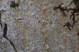 Attēlu rezultāti vaicājumam “Graphis scripta”