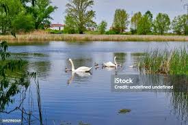 Attēlu rezultāti vaicājumam “Cygnus olor juvenile”