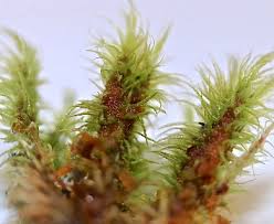 Attēlu rezultāti vaicājumam “| Dicranum”