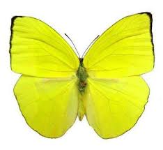 Attēlu rezultāti vaicājumam “Pieridae”