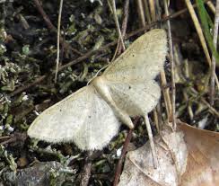 Attēlu rezultāti vaicājumam “Idaea sylvestraria”
