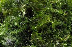 Attēlu rezultāti vaicājumam “Fissidens”