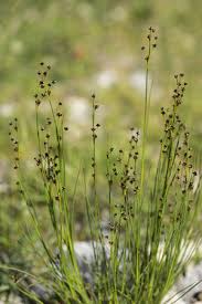 Attēlu rezultāti vaicājumam “Juncus alpinoarticulatus”
